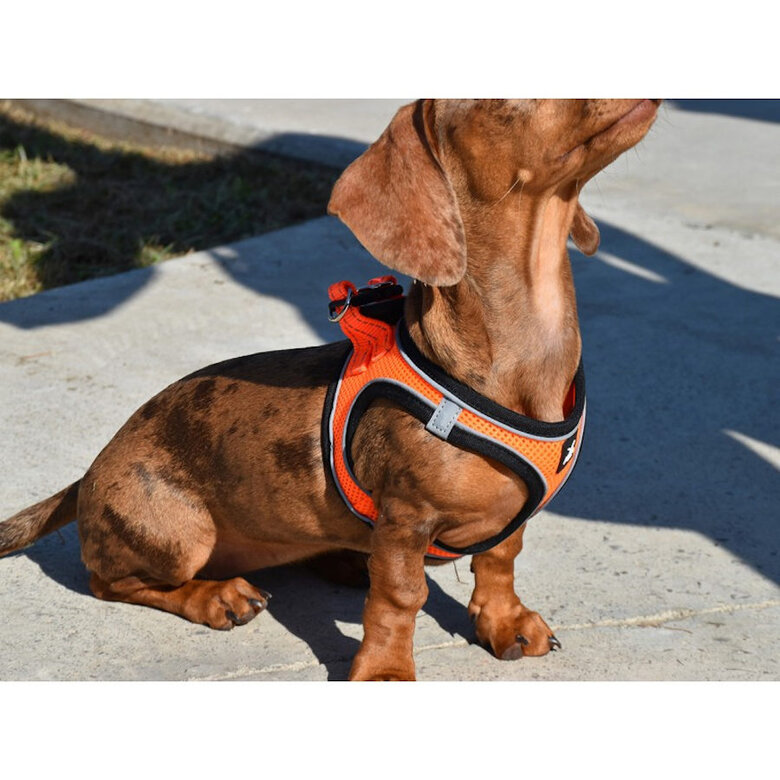 Nayeco X-TRM Neo Laranja Peitoral para cães,  Imagem número 3 Nayeco X-TRM Neo Laranja Peitoral para cães, , large Imagem número 3